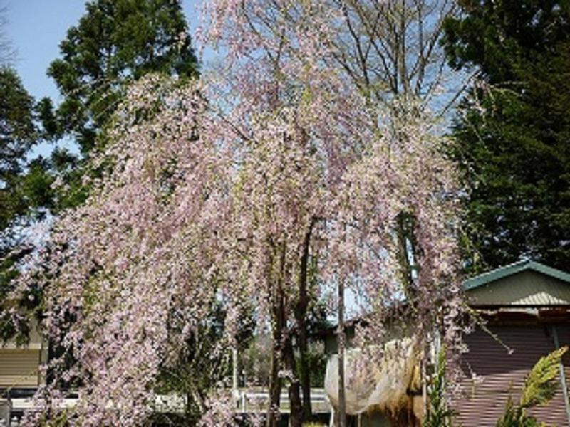 Stayful House Nakamachi Хакуба Екстер'єр фото